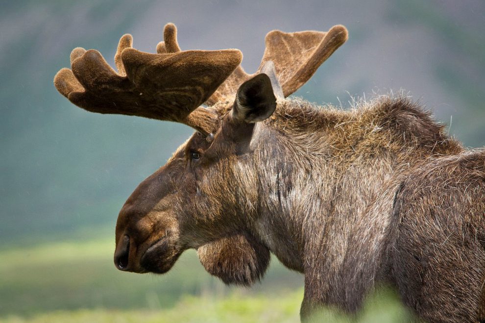 Moose - HIRVI Transport Kft